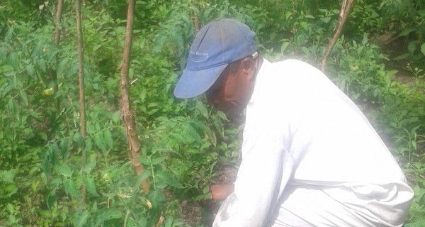  Les agriculteurs se tournent vers la culture de tomates